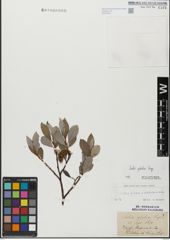 Foto von Salix glabra Scop.